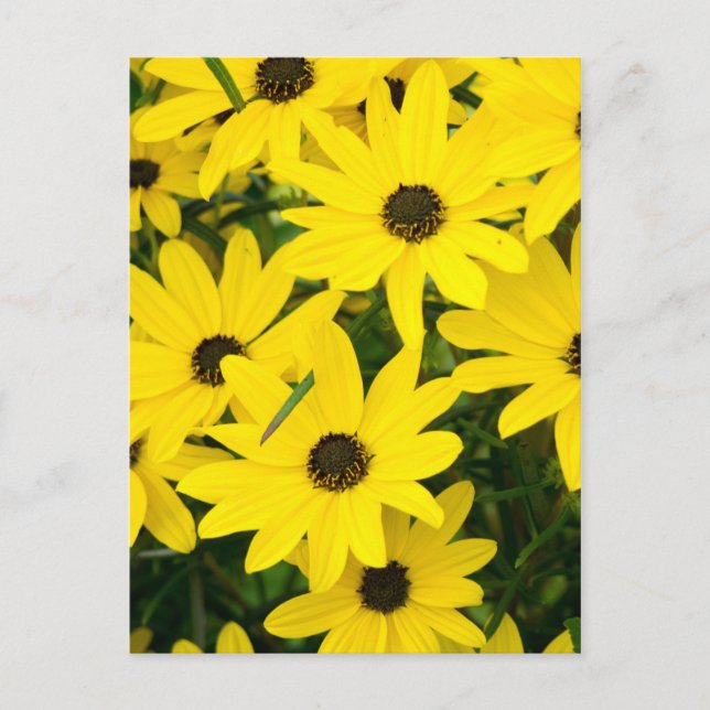Carte Postale Fleurs Jaunes Lumineuses (Devant)