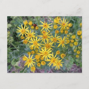 Carte Postale Fleurs Jaunes Sauvages Photo