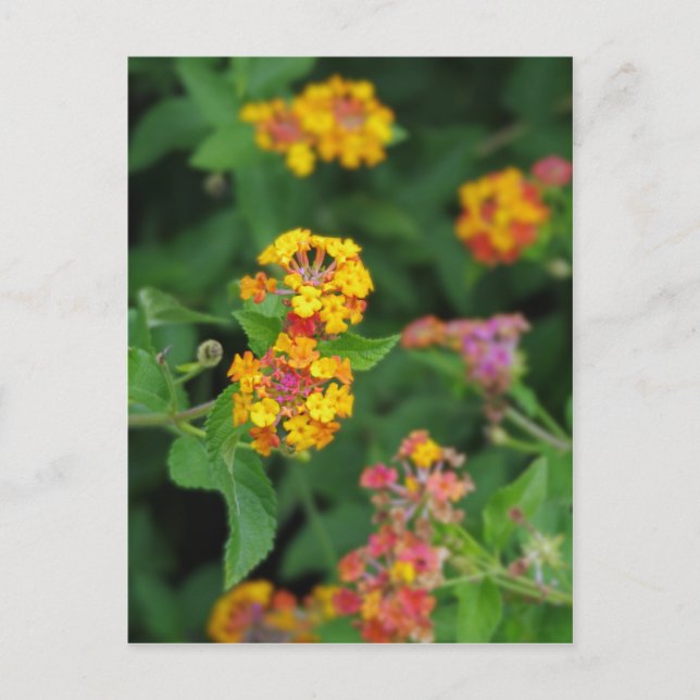 Carte Postale Fleurs Lantana Camara (Devant)