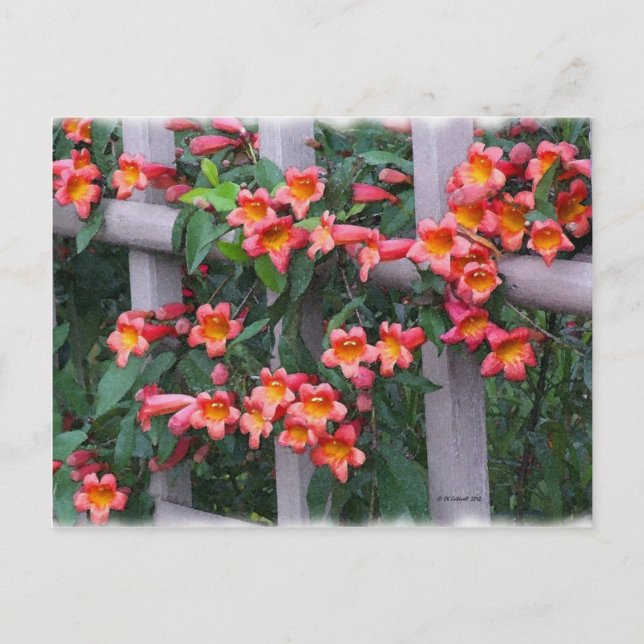 Carte Postale Fleurs le long de la clôture (Devant)