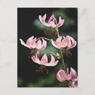 Carte Postale Fleurs Lily Roses Martagon