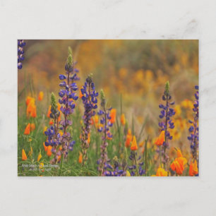 Carte Postale Fleurs Lupines Du Désert Bleu Et Pépites Oranges