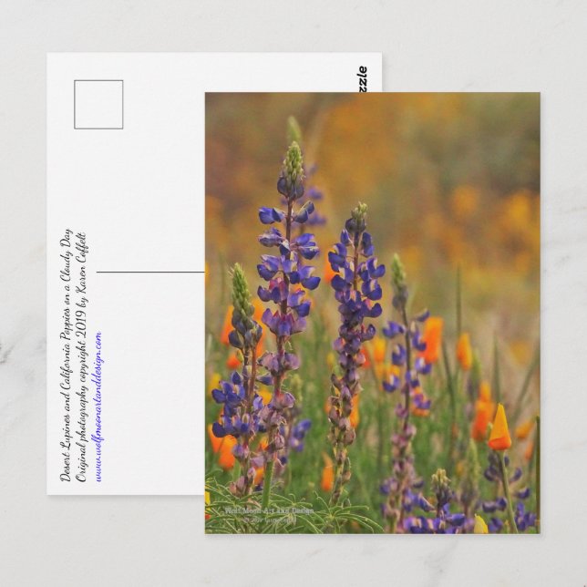 Carte Postale Fleurs Lupines Du Désert Bleu Et Pépites Oranges (Devant / Derrière)