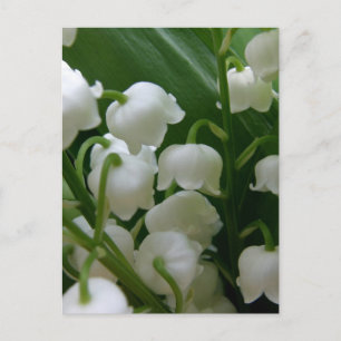 Carte Postale Fleurs Lys Blancs Fleurs Paix Aimer Destiny