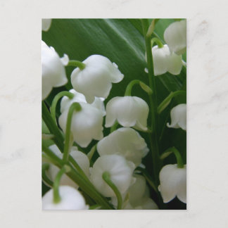 Carte Postale Fleurs Lys Blancs Fleurs Paix Aimer Destiny