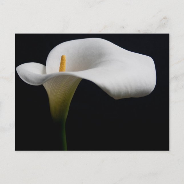 Carte Postale Fleurs | Lys calla blanc (Devant)