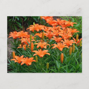Carte Postale Fleurs Lys orange