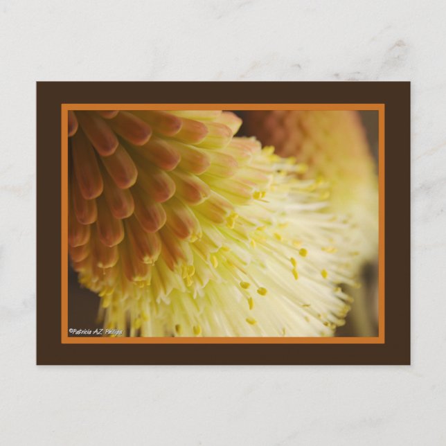 Carte Postale Fleurs Lys Torch Orange Jaune Photo Gros plan (Devant)