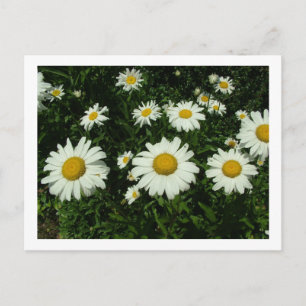 Carte Postale fleurs marguerites blanches joyeux anniversaire
