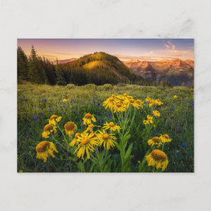 Carte Postale Fleurs   Mountain Meadow Crested Butte Colorado