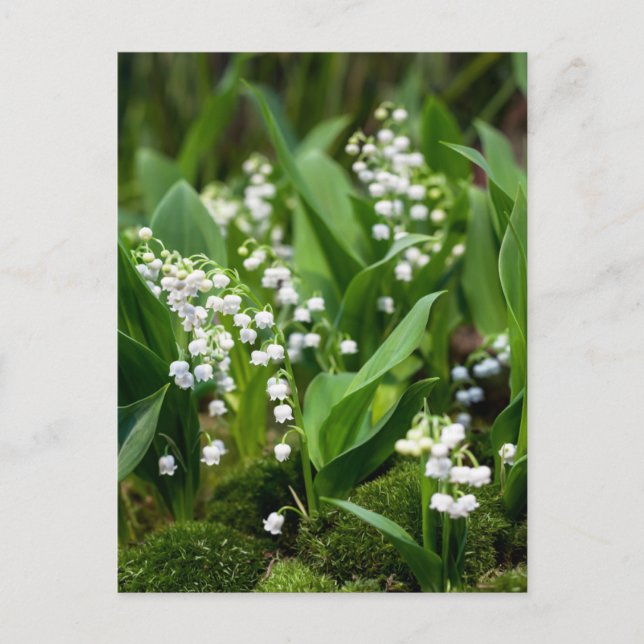 Carte Postale Fleurs | Muguet de Suède (Devant)