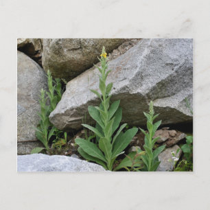 Carte Postale Fleurs Mulleines Jaunes Sauvages
