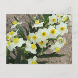 Carte postale Fleurs Narcisse Blanches