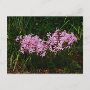 Carte postale Fleurs Nerines Roses
