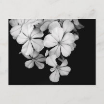 Fleurs noir et blanc