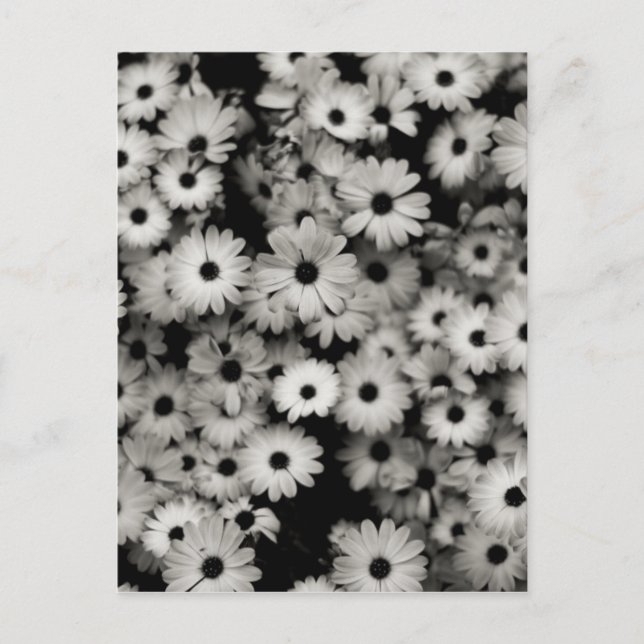 Carte Postale Fleurs noires et blanches (Devant)