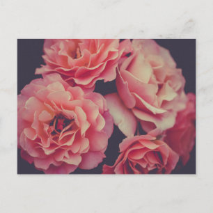 Carte Postale Fleurs oeillets roses