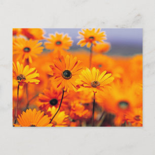 Carte Postale Fleurs orange