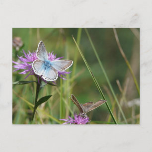 Carte Postale Fleurs Papillons Floraison Mariage Bain de Rêve