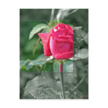 Fleurs par le lac - bourgeon de rose rouge