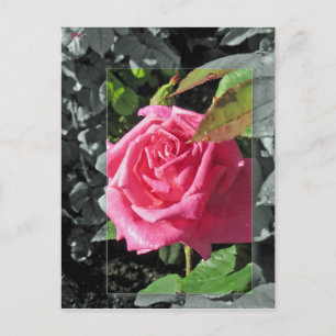 Carte Postale Fleurs par le lac - rose