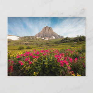 Carte Postale Fleurs   Parc national des Glaciers du Montana