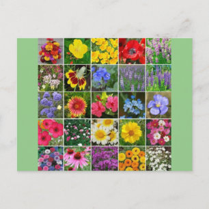 Carte Postale Fleurs patrimoniales - États-Unis