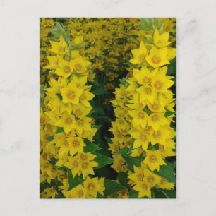 Carte Postale Fleurs pérennes du Delphinium jaune