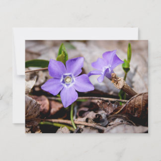 Carte postale Fleurs Périwinkle
