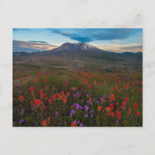 Carte Postale Fleurs   Pinceau indien & Penstemon