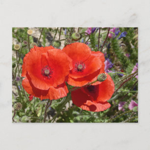 CARTE POSTALE FLEURS POPPY