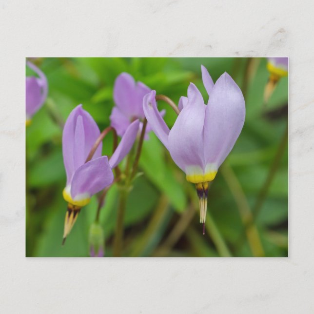 Carte Postale Fleurs pourpres Crocus Nudiflorus (Devant)