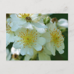 Carte Postale Fleurs rampantes de roses de blanc sauvage