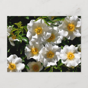 Carte Postale Fleurs Rares de Rose Cherokee