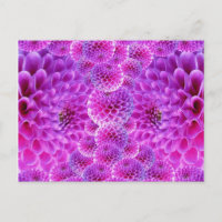 Fleurs rose PomPom Dahlia