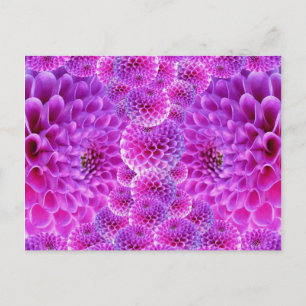 Carte Postale Fleurs rose PomPom Dahlia