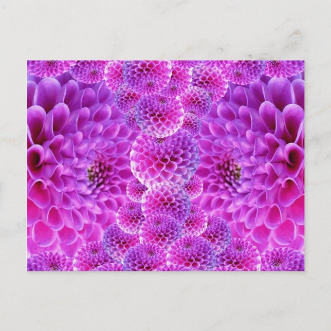 Carte Postale Fleurs rose PomPom Dahlia (Devant)