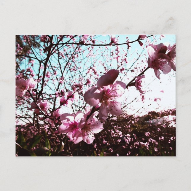 Carte postale Fleurs rose printemps (Devant)
