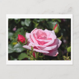 Carte Postale fleurs rose rose heureux anniversaire. amour, peti