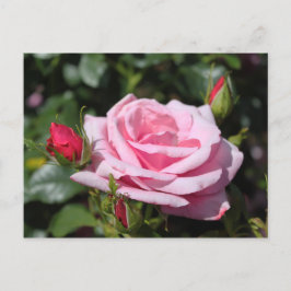 Carte Postale fleurs rose rose heureux anniversaire. amour, peti
