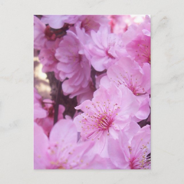Carte Postale Fleurs roses (Devant)