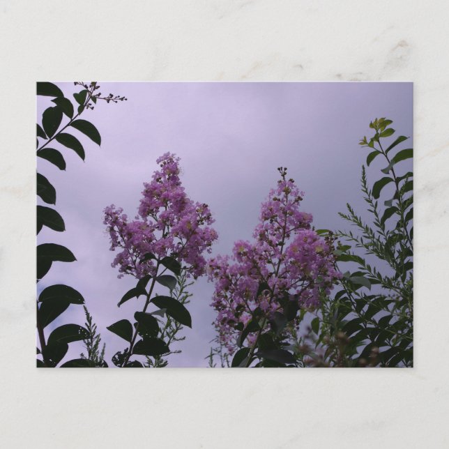 Carte Postale Fleurs roses (Devant)