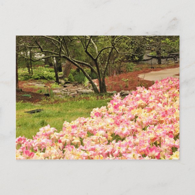 Carte Postale Fleurs roses (Devant)