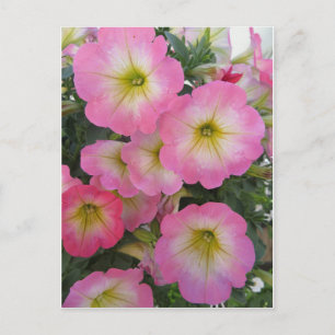 Carte Postale Fleurs roses