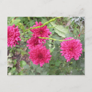 Carte Postale fleurs roses chaudes