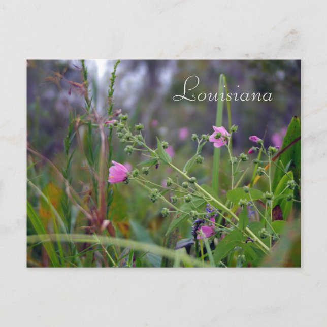 Carte Postale Fleurs roses de Louisiane (Devant)