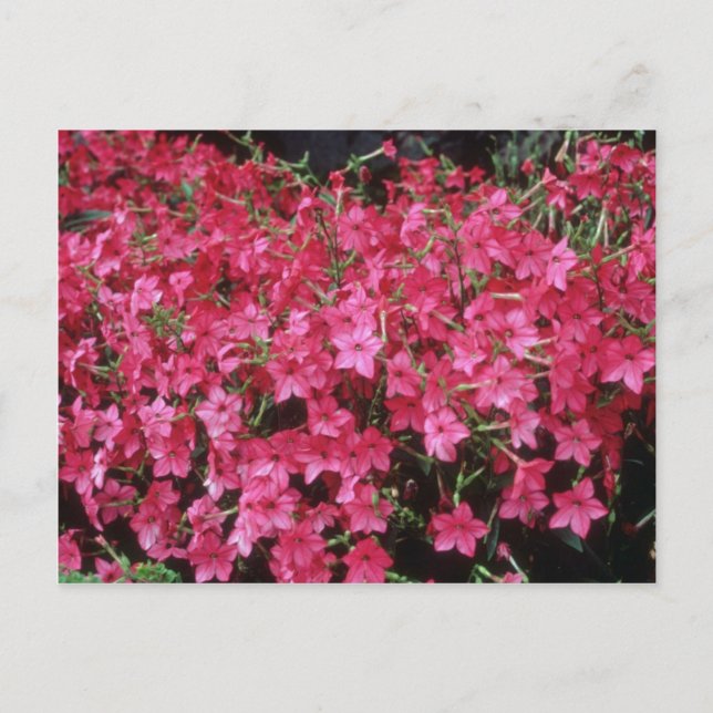 Carte Postale Fleurs roses de tabac (Nicotiana Alata) (Devant)