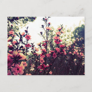 Carte Postale Fleurs roses délicates