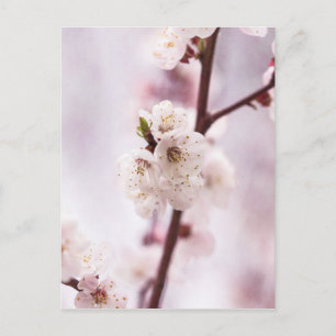 Carte Postale Fleurs roses du printemps