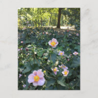 Fleurs roses jolies Central Park NYC Photo Printem